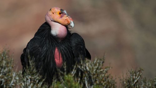 Condors won't stop visiting (and trashing) this California woman's house. Here's why.