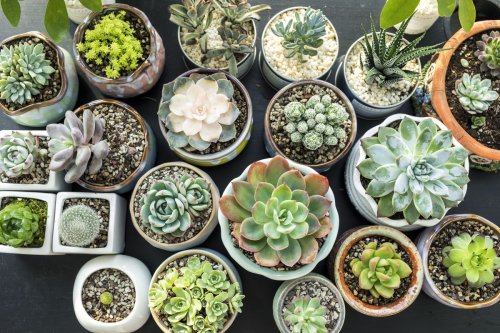 Why is my succulent dying? Here's why – and 3 ways to revive your plant