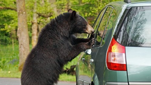 "We're in their land, this is their house," official warns after bear trashes car