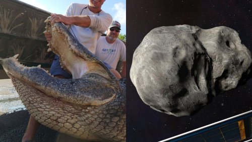 Science news this week: A giant gator and a wobbly asteroid