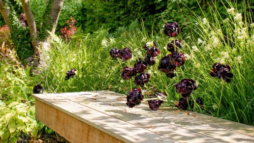 Shade garden ideas: 14 gorgeous designs to transform the shadowy spots in your plot