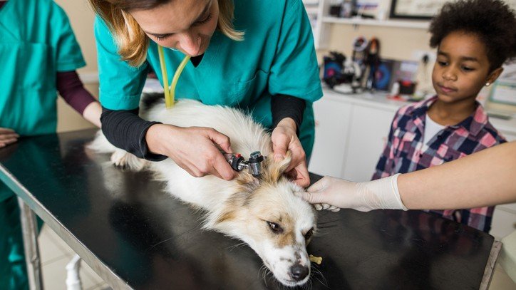 Is my dog sick? 10 warning signs that your dog could be unwell