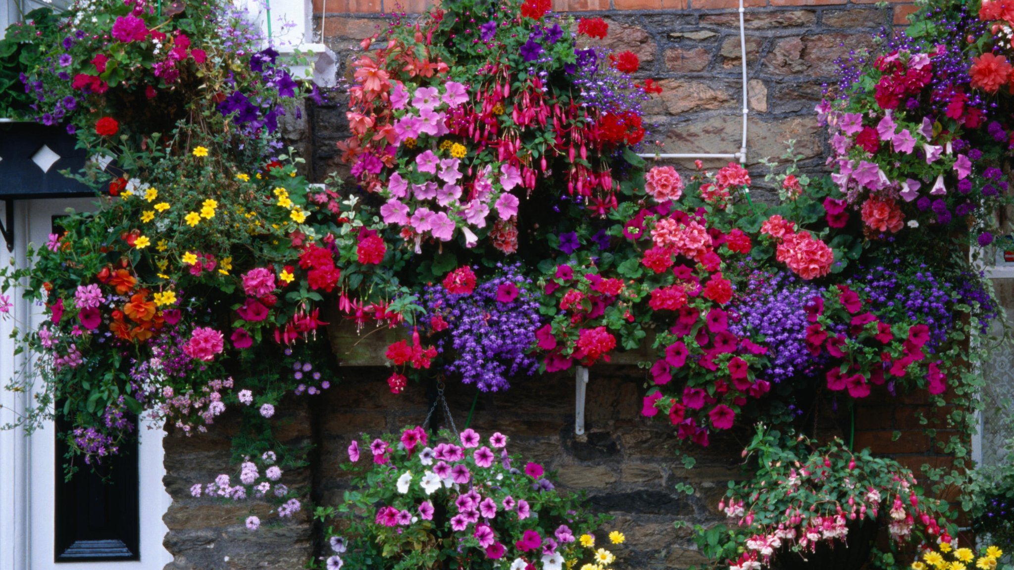 The easy planting technique I always use to create stunning hanging baskets – it's the secret to a show-stopping flower arrangement