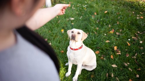 Five of the most important dog commands and how to teach them