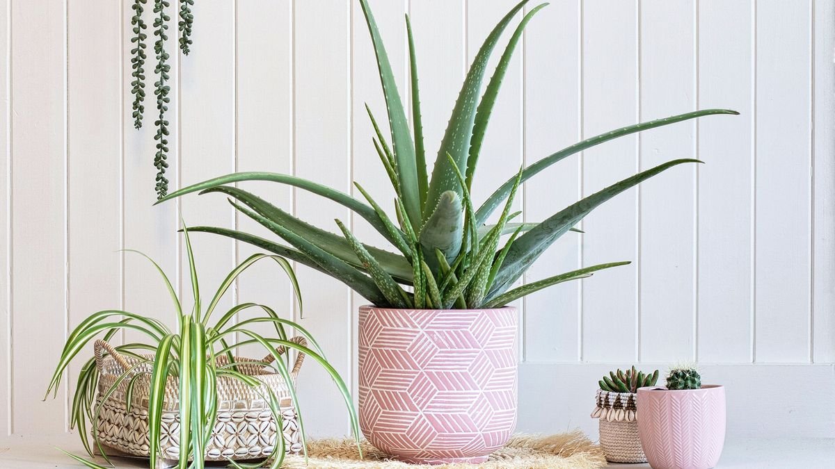 Aloe plant care – how to make your aloe vera flourish
