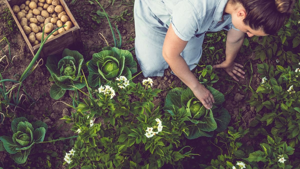 No dig gardening – a guide to the time-saving method that benefits soil and plant health