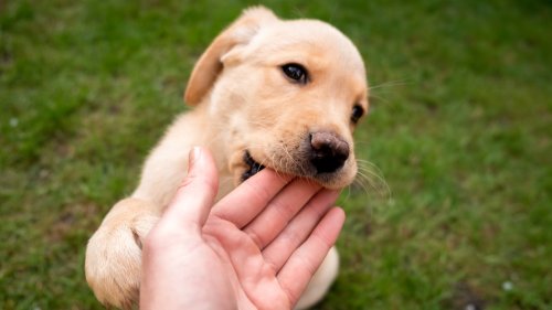 Trainer shares two simple tips for surviving the puppy biting phase