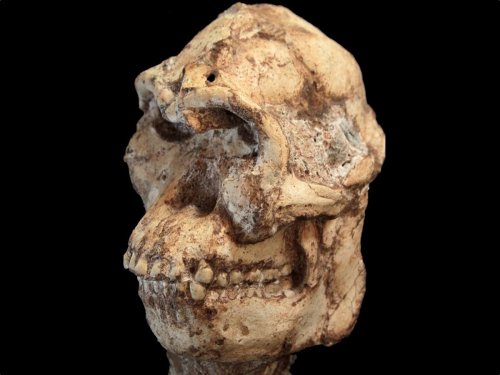'Miracle' Excavation of 'Little Foot' Skeleton Reveals Mysterious Human Relative