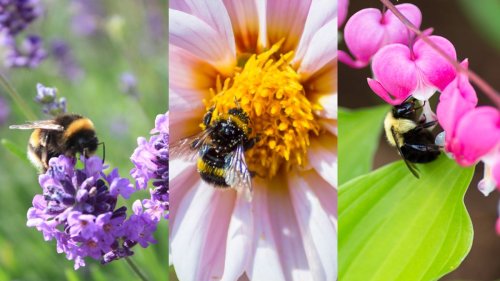 The Homes & Gardens ultimate guide to bees