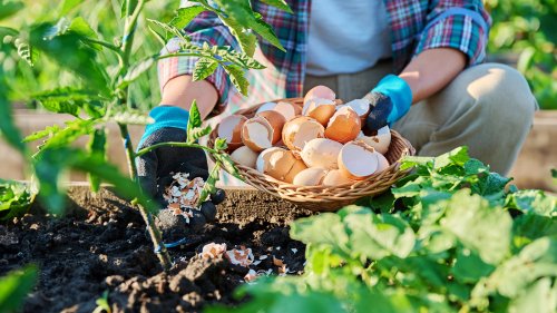 How To Use Eggshells On Tomato Plants: The Secret To Bigger Yields & Preventing Disease
