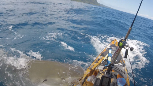 Watch the heart-stopping moment a tiger shark attacks kayak