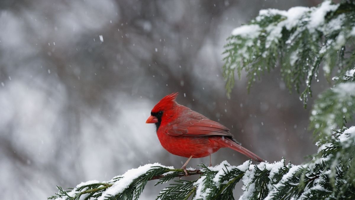 Feeding birds in winter – how to help wildlife in your yard during the cold months of the year