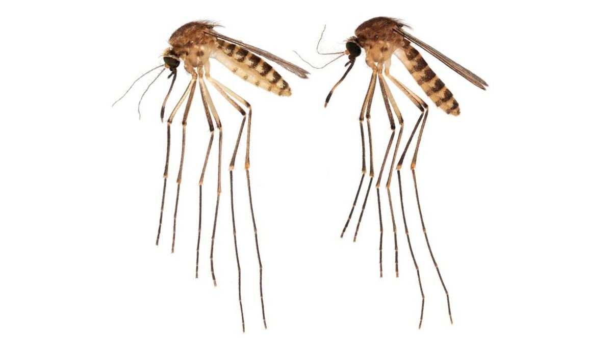 New invasive mosquitoes descend on Florida, raising concerns of disease