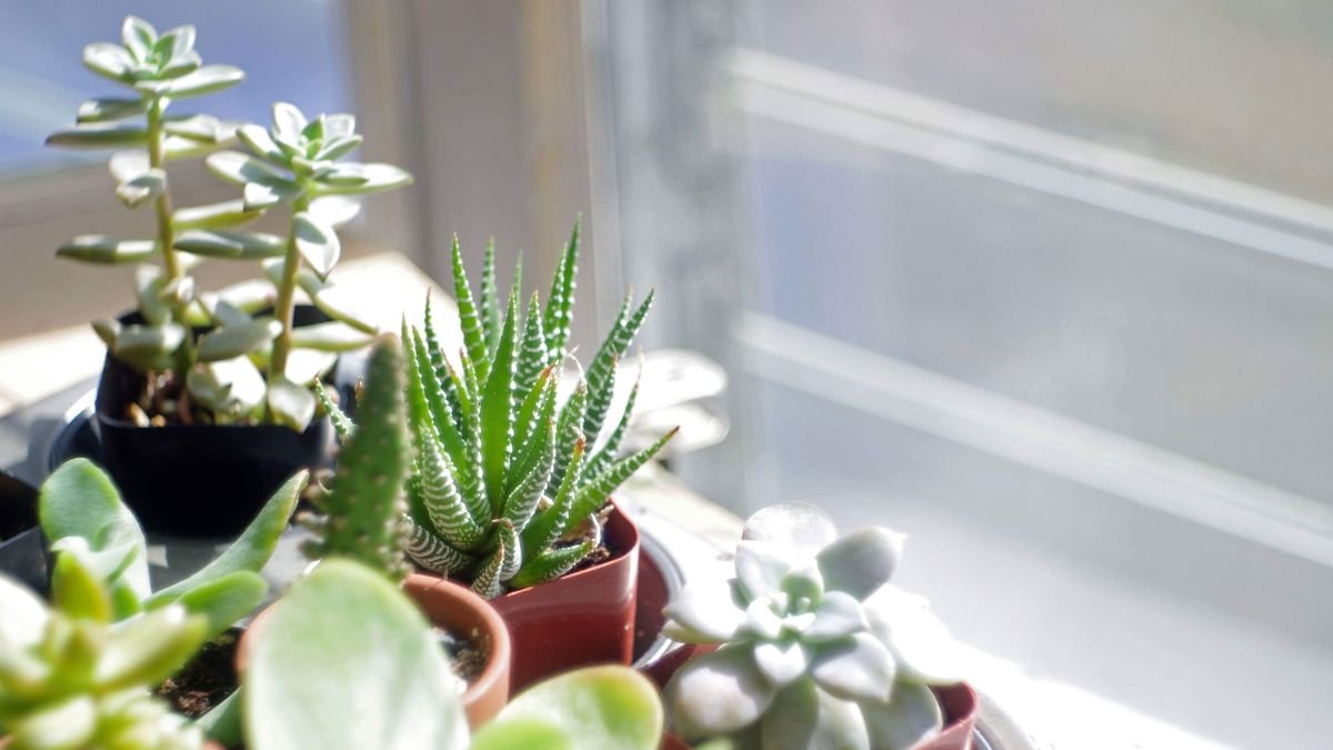 Are your succulents water stressed? Plant experts tell us how to spot the signs