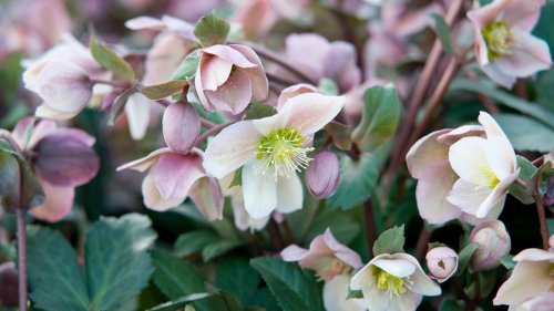 Hellebore varieties – 10 stunning types for eye-catching winter color