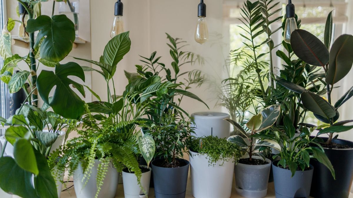 The ultimate guide to buying and caring for houseplants - cover