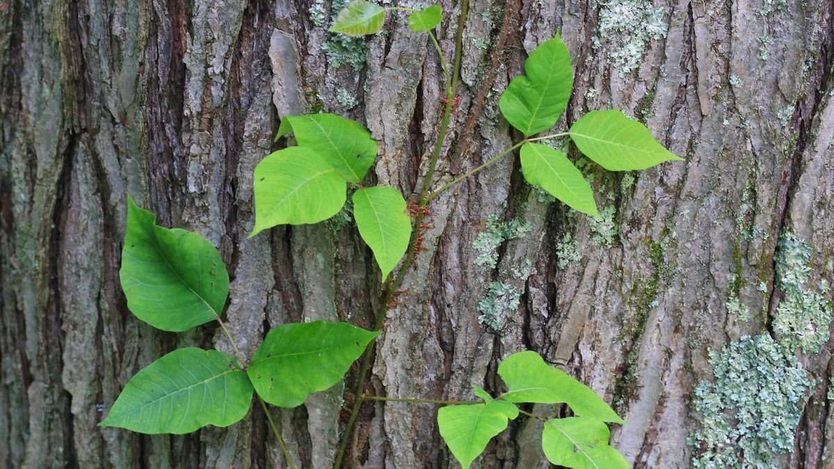 How to get rid of poison ivy: remove this weed for a safer garden