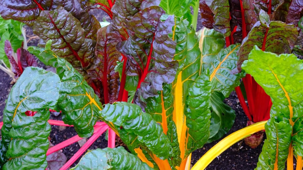 How and when to plant Swiss chard for year-round harvests of nutritious leaves and stems