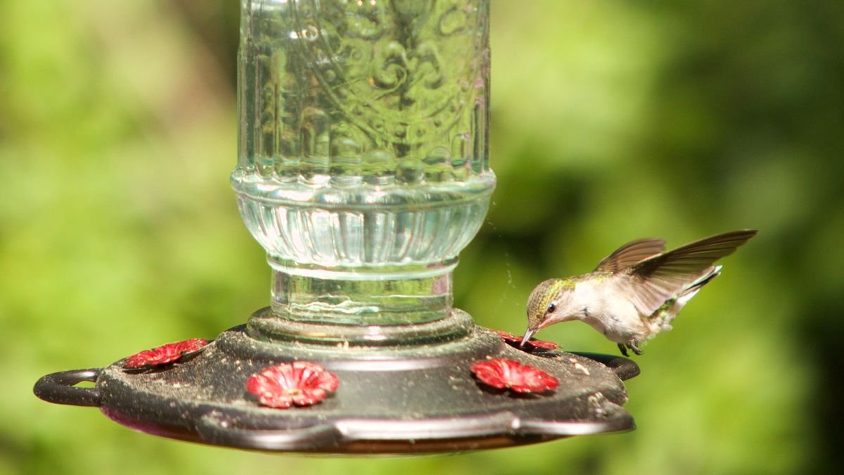 This is exactly where to hang your bird feeder to prevent window collisions