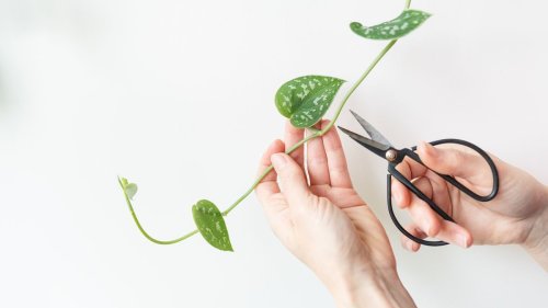 How to prune pothos – a step-by-step guide