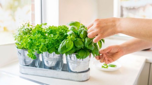 Growing herbs indoors – how to grow a windowsill herb garden
