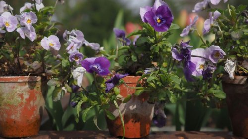 5 flowers to plant in September – now's the time to ensure a beautiful, blooming backyard