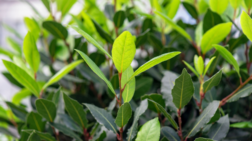 The 5 most common bay tree problems – and expert-backed ways to fix them