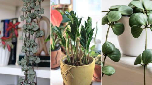 Indoor low light plants – 10 ways to add greenery to dark rooms