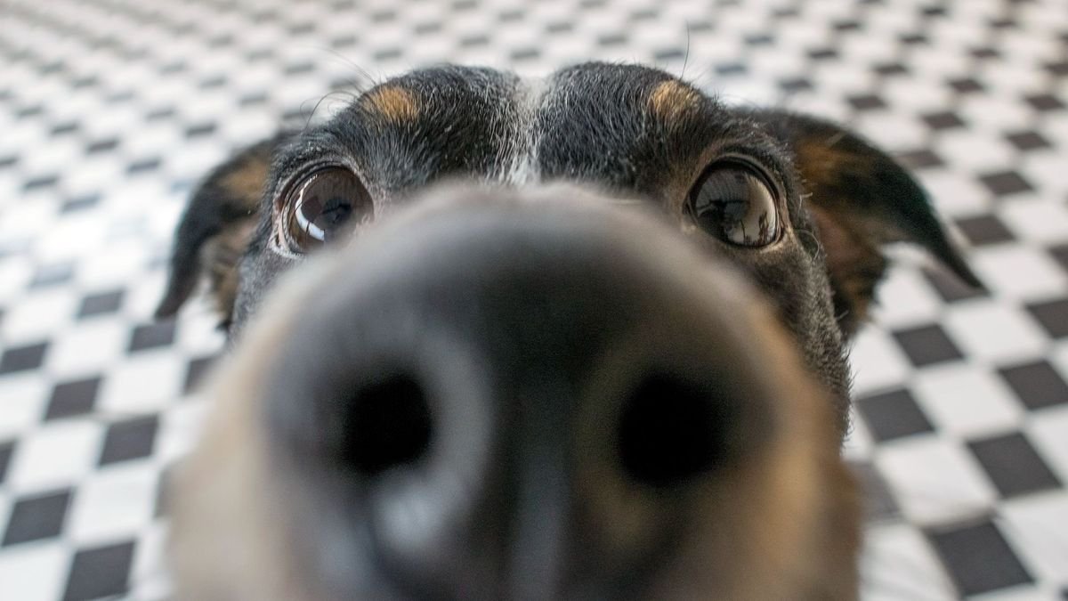 Dog sneezing got you worried? Our vet explains 4 reasons why your dog might be sneezing more than normal
