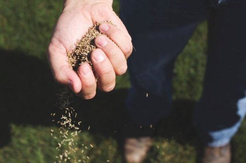 How to sow grass seed: Dig deep with our guide to growing the perfect lawn