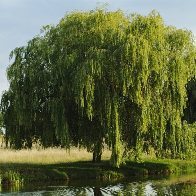 The Best Trees To Grow In Wet Soil