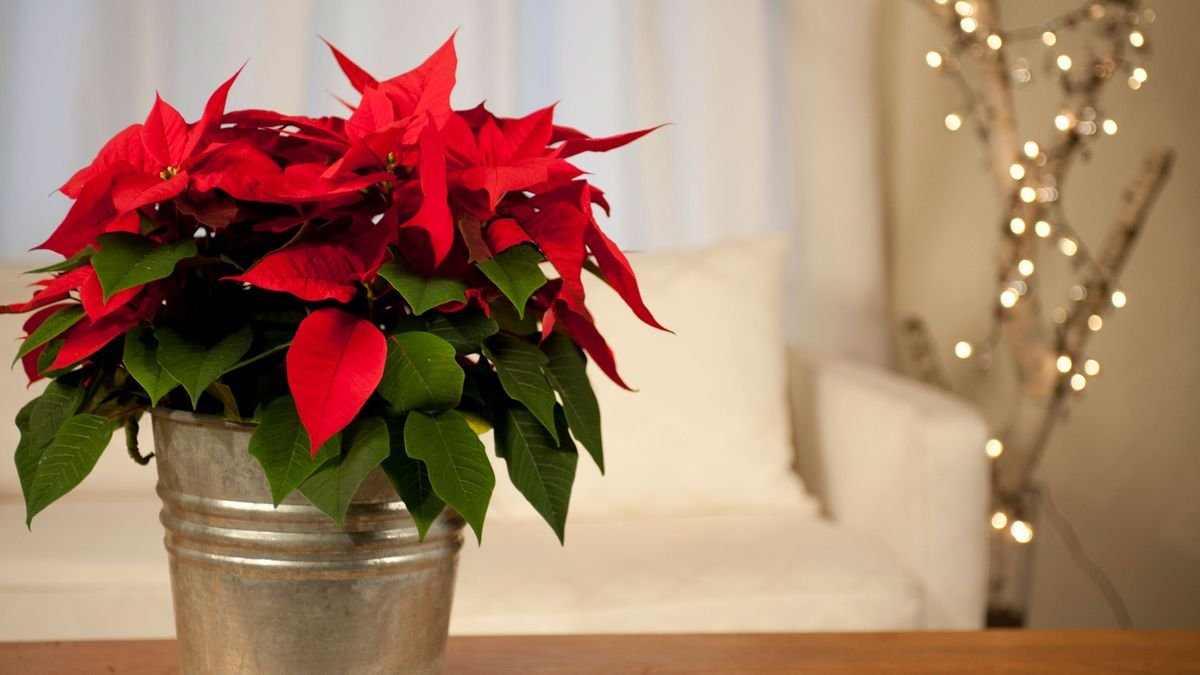 Why are my poinsettia's leaves falling off? Experts reveal the common causes