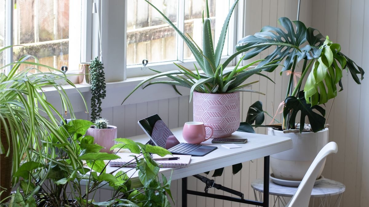This is America's most popular house plant