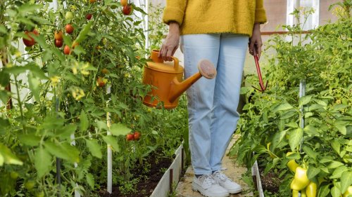 Watering tomato plants the right way is the key to successful crops