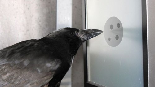 Crows understand the 'concept of zero' (despite their bird brains)