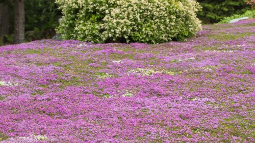Red Creeping Thyme Lawns are Going Viral, and They’re Far More Low Maintenance Than Grass