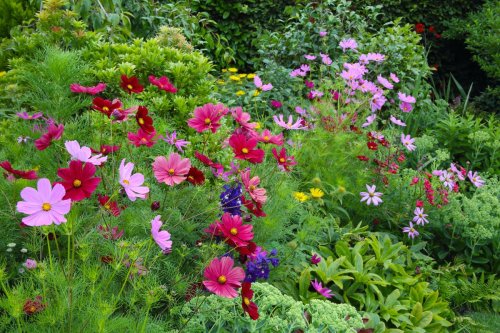 6 Fast-Growing Flower Seeds to Plant now to Enjoy a Backyard in Full Bloom Before you Know it