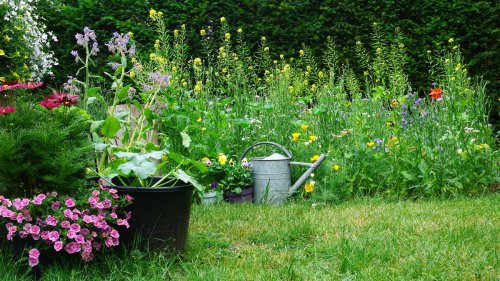 When is the best time to sow wildflower seeds? Experts advise on the right time of year to do it