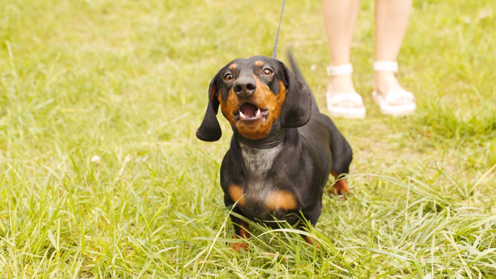 Canine expert shares five tips all reactive dog owners need to know — and number three has really got us thinking!