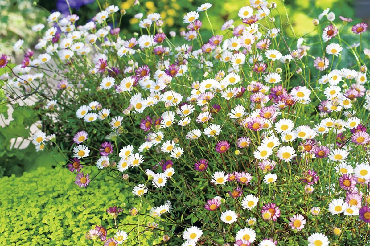 5 plants for long summer color: add these to your flowerbeds