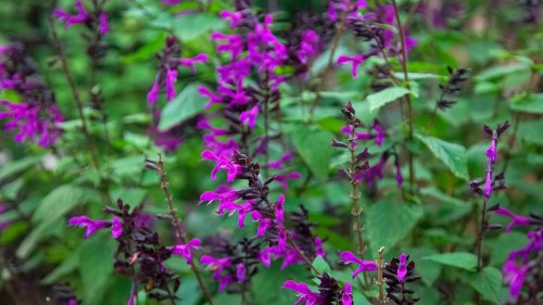 Types of salvias – 16 of the best varieties for endless color, pollinators and sensory delights to every size of garden