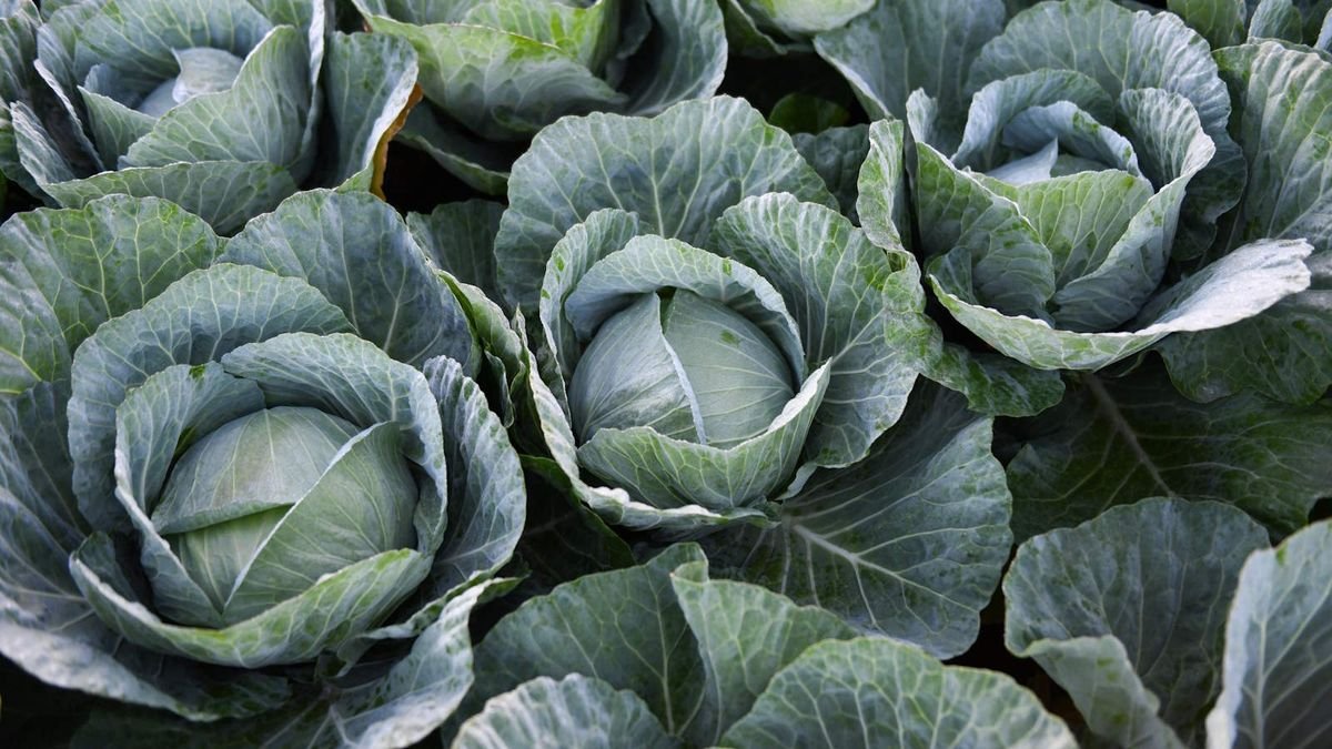 How to grow summer cabbages – from sowing to harvesting and everything in between