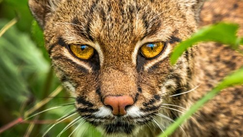 What to do if you see a bobcat while hiking: our safety guide