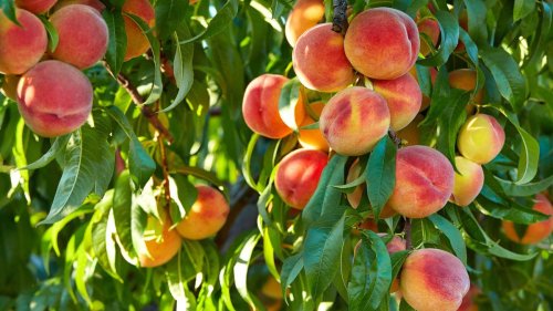 How to grow a peach tree from a pit: tips for planting these delicious stone fruits