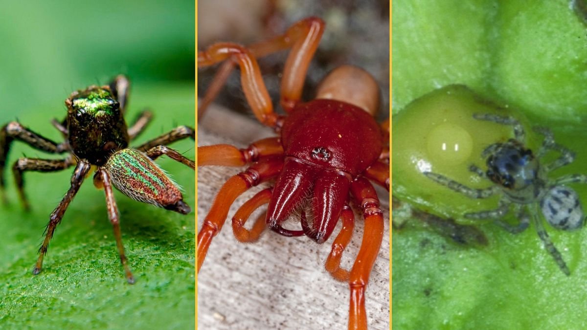Scientists Discover New 'Zombie' Fungus That Controls and Kills Spiders | Flipboard