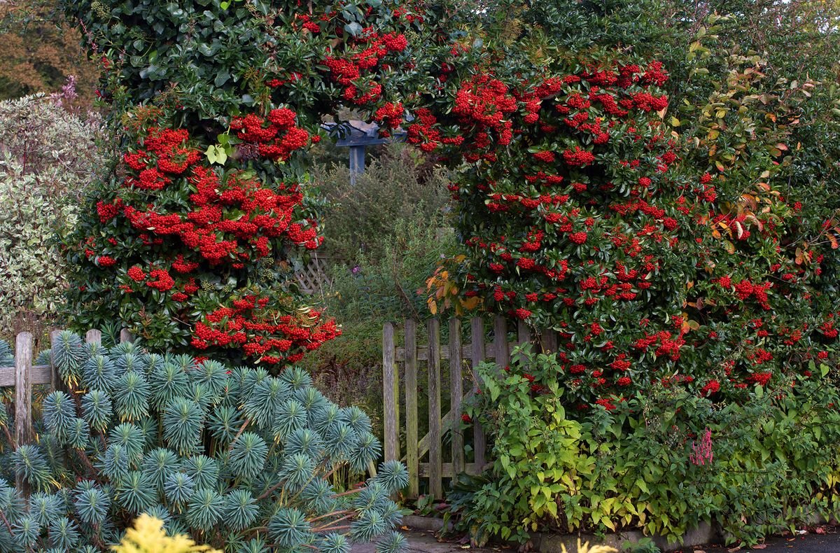 Evergreen trees for gardens – 10 of the best choices