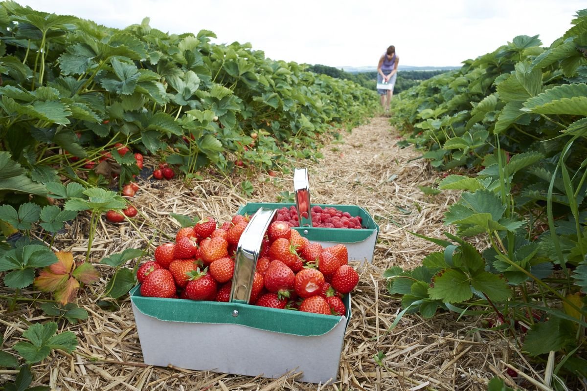 Strawberry picking: our guide to the best places in the UK