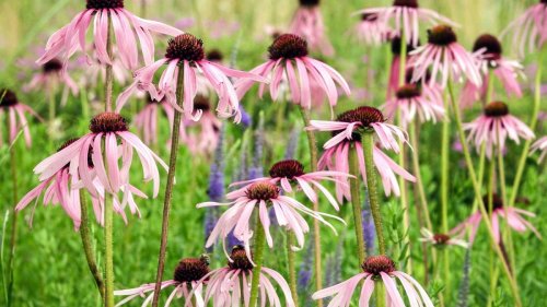 Best perennials – 10 hardworking flowers and shrubs that provide long-lasting interest in the garden