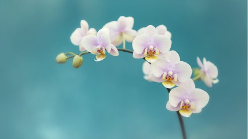 I brought my orchid back to life after two years – here's why you shouldn't give up on getting orchids to rebloom