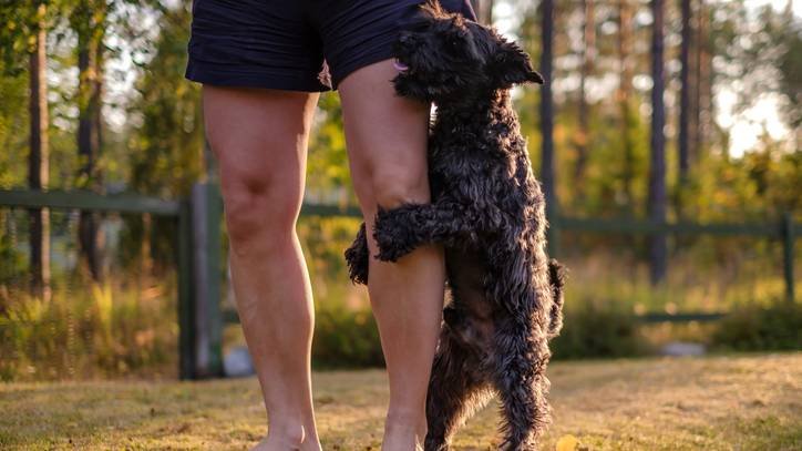 Why do dogs hump? Is it normal behavior or should I stop it?